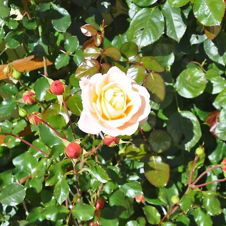 Vakantieboerderij Bauernhof Haim-schnepfleitner