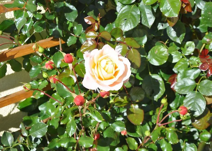 Bauernhof Bauernhof Haim-schnepfleitner