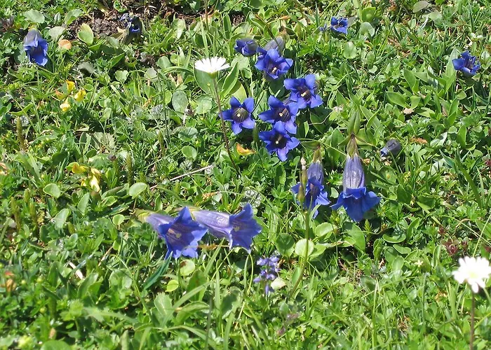 Vakantieboerderij Bauernhof Haim-schnepfleitner *