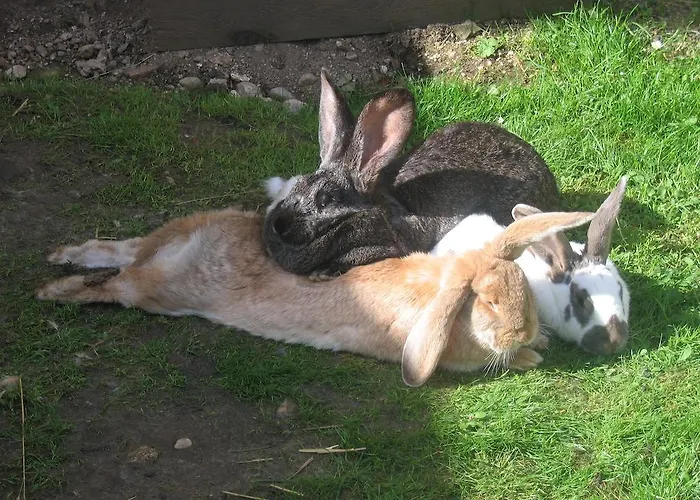 Vakantieboerderij Bauernhof Haim-schnepfleitner